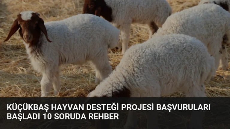 Küçükbaş Hayvan Desteği Projesi Başvuruları Başladı 10 Soruda Rehber