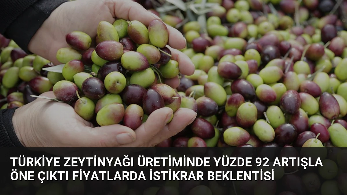 Türkiye Zeytinyağı Üretiminde Yüzde 92 Artışla Öne Çıktı Fiyatlarda İstikrar Beklentisi