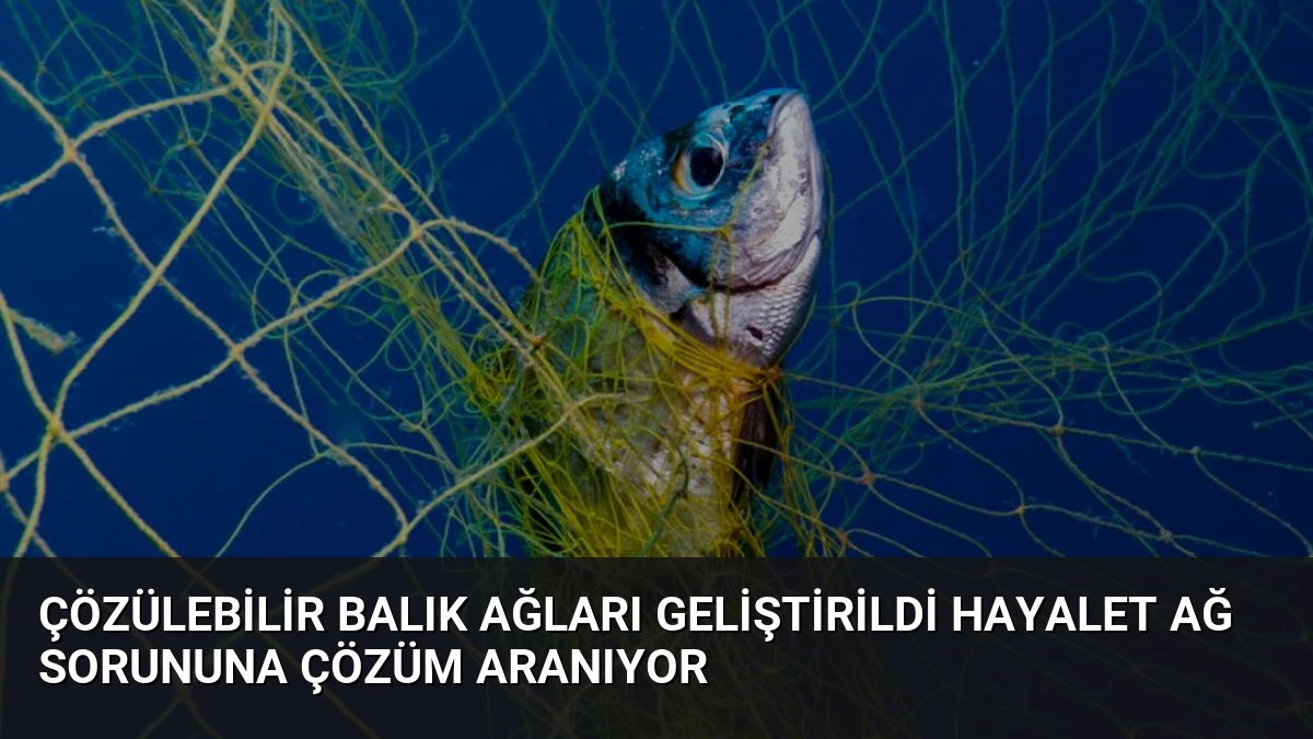 Çözülebilir Balık Ağları Geliştirildi Hayalet Ağ Sorununa Çözüm Aranıyor