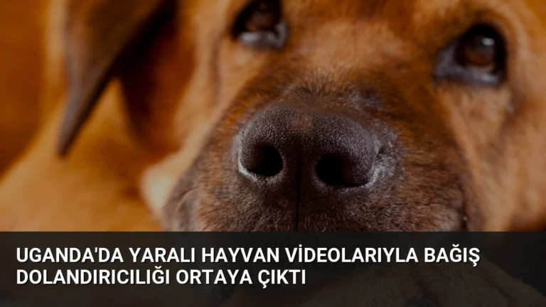 Uganda’da Yaralı Hayvan Videolarıyla Bağış Dolandırıcılığı Ortaya Çıktı