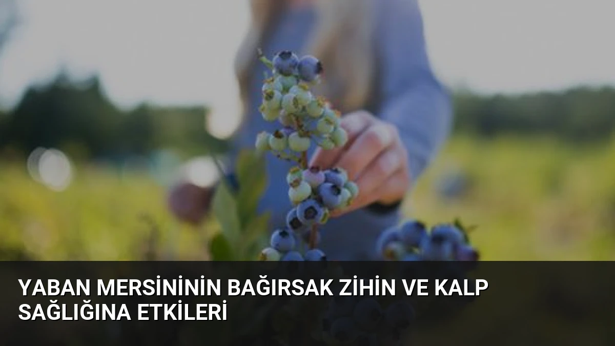 Yaban Mersininin Bağırsak Zihin ve Kalp Sağlığına Etkileri