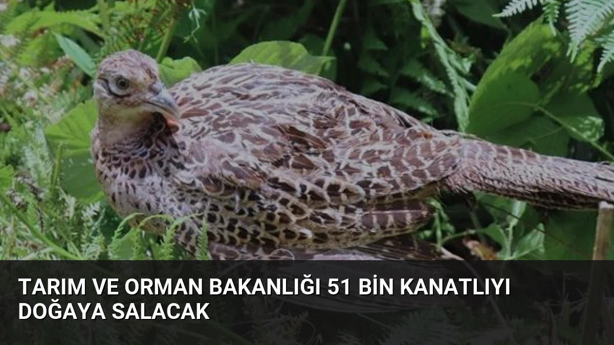 Tarım ve Orman Bakanlığı 51 Bin Kanatlıyı Doğaya Salacak