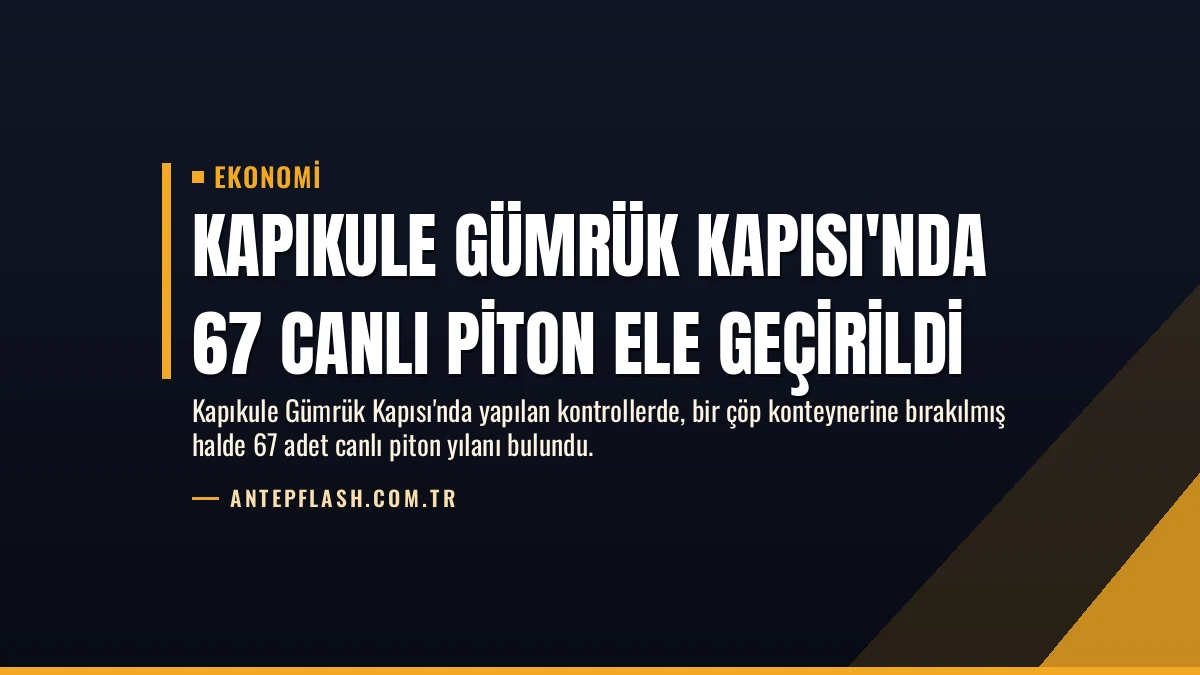 Kapıkule Gümrük Kapısı’nda 67 canlı piton ele geçirildi